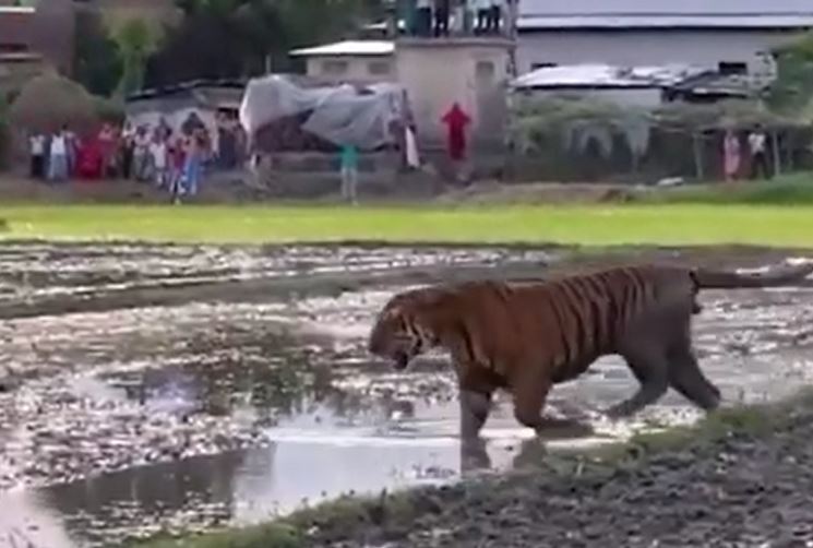 CLIP: Hổ dữ đi vào làng, người dân hiếu kỳ kéo nhau ra xem và cái kết