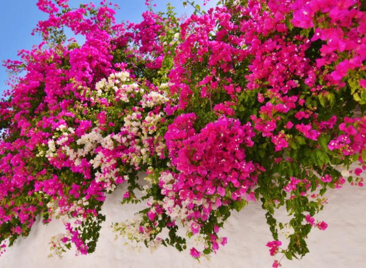 Cứ chăm chỉ loại nước quen thuộc này, hoa giấy sẽ nở rực rỡ quanh năm mà không lo bị sâu bệnh