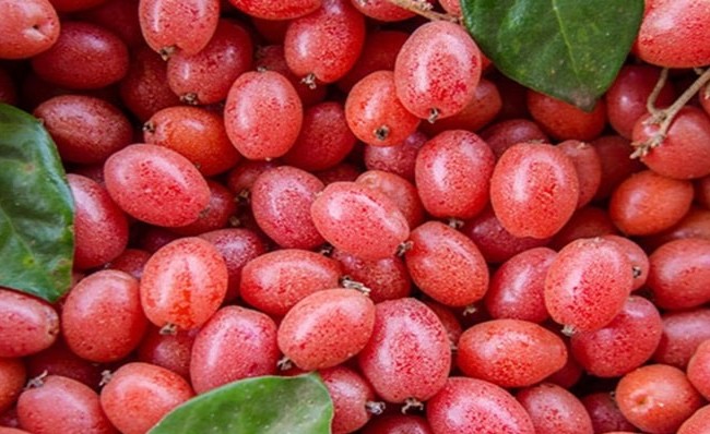 Quả quê từng bị lãng quên, nay thành đặc sản đắt đỏ được săn lùng khắp thành phố