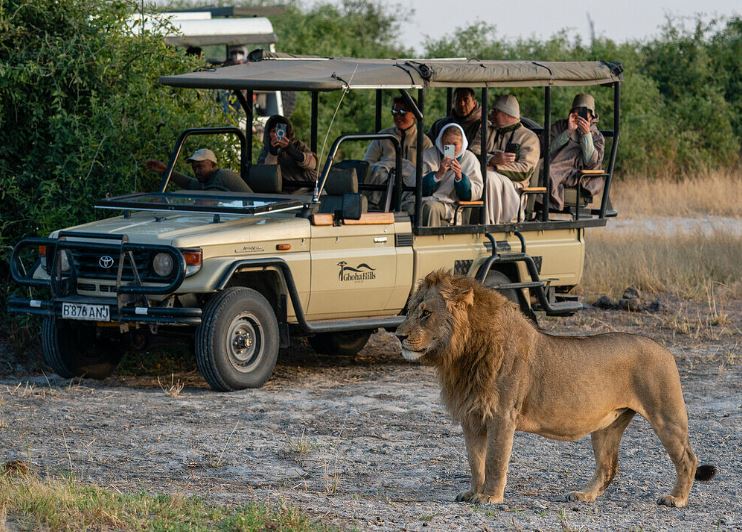 Lý giải nguyên nhân sư tử không tấn công người trong xe jeep du lịch hay xe safari