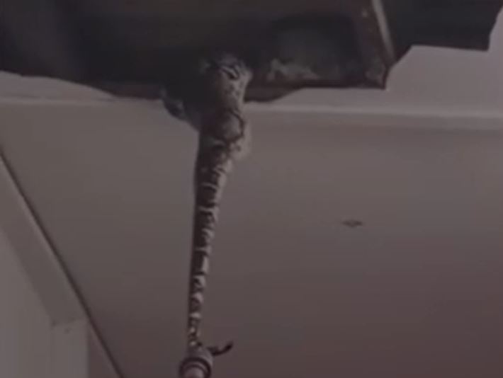 CLIP: Nghe tiếng động lạ trên trần nhà, kiểm tra thì phát hiện 2 con trăn 'khủng' và màn thu phục khiến người xem 'thót tim'