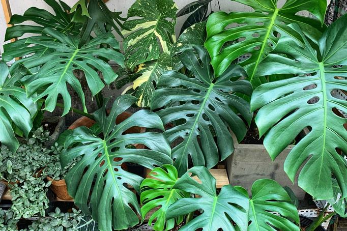 5 lo&#xE0;i c&#xE2;y c&#x1EA3;nh &#x27;si&#xEA;u d&#x1EC5; t&#xED;nh&#x27;, &#xED;t quan t&#xE2;m v&#x1EAB;n xanh t&#x1ED1;t nh&#x1B0; th&#x1B0;&#x1EDD;ng