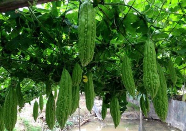 Trồng mướp đắng trong chậu tại nhà: Dễ không tưởng, quả sai trĩu trịt!