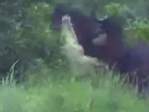 CLIP: Cá sấu khổng lồ lĩnh hậu quả khi liều lĩnh tấn công trâu rừng