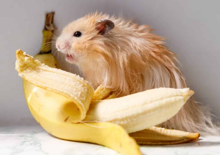 Chuột đực 'khiếp vía' trước mùi chuối: Phát hiện khoa học gây ngỡ ngàng