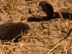 CLIP: Hổ mang Ai Cập chạm trán nhím gai, kẻ săn mồi mang nọc độc lại tháo chạy trước "chiến binh" tí hon