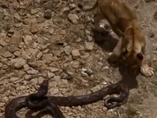CLIP: Cuộc đối đầu nghẹt thở giữa sư tử con và trăn khổng lồ