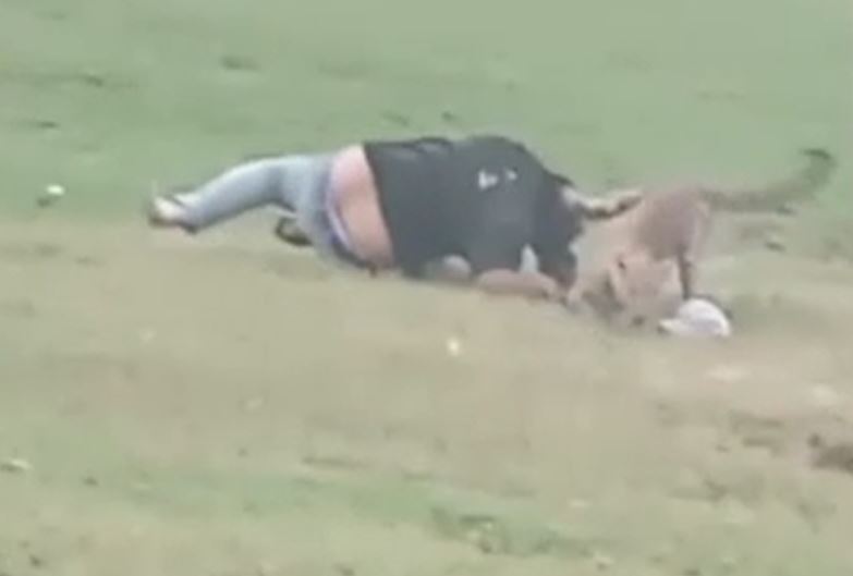 CLIP: Đi dã ngoại, nam thanh niên bị báo hoa mai tấn công và cái kết