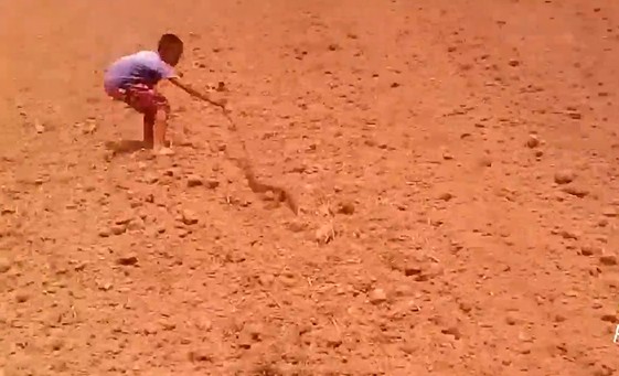 CLIP: Cậu bé 10 tuổi bắt rắn khiến người xem phải trầm trồ