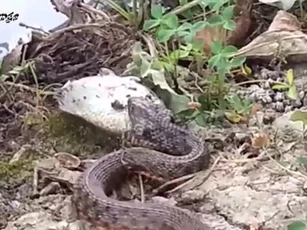 CLIP: Săn được cá, rắn vẫn đành ngậm ngùi ôm bụng đói