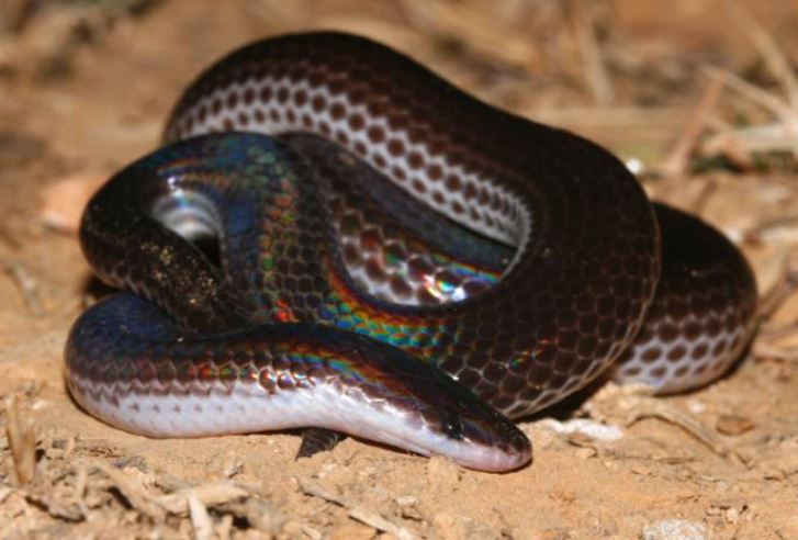 Khám phá loài rắn hiền lành với con người nhưng là khắc tinh của rắn độc