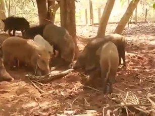 CLIP: Trăn khốn đốn dưới nanh vuốt đàn heo rừng hung dữ