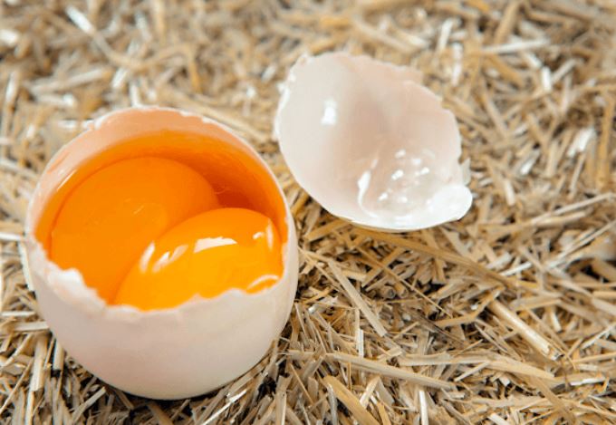 Trứng hai lòng đỏ có thể nở ra hai chú gà con? Câu trả lời không hề đơn giản