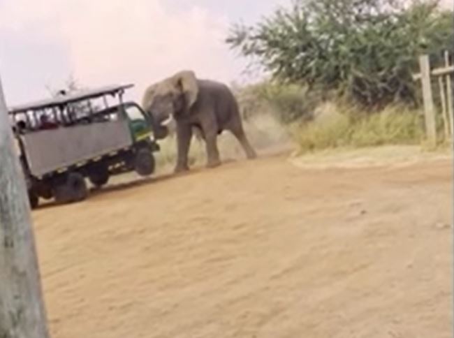 CLIP: Voi rừng nổi điên, hất tung xe khiến du khách khiếp vía