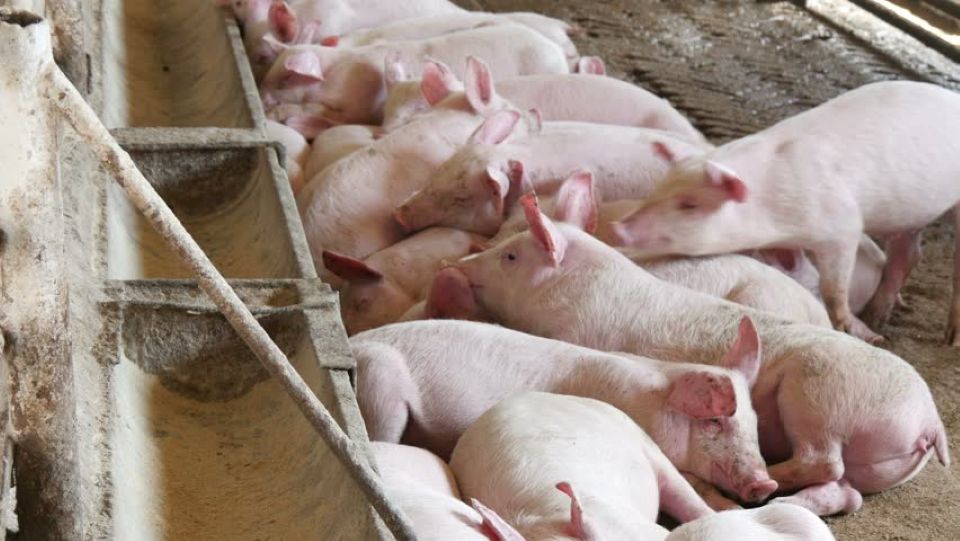 Giá heo hơi ngày 9/5: Đồng loạt tăng tại cả ba miền
