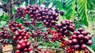 Giá nông sản ngày 9/5: Cà phê tiếp tục giảm, hồ tiêu duy trì ở mức cao