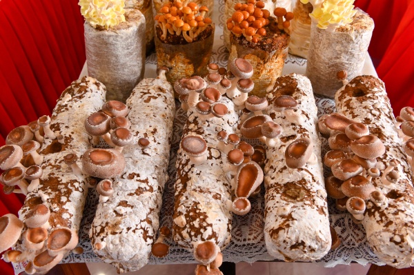 Từ mùn cưa đến siêu thị: Hành trình trắc trở của nấm hữu cơ Việt