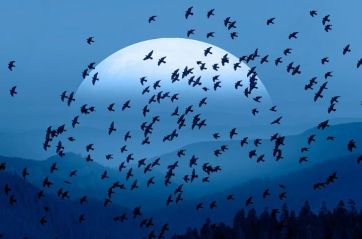 Vì sao chim thường bay về phương Nam khi mùa đông tới?