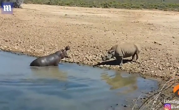 CLIP: Cuộc chiến giành lãnh thổ quyết liệt giữa hà mã và tê giác