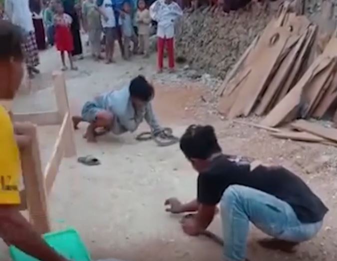 CLIP: Trình diễn màn hôn rắn hổ mang chúa để kiếm tiền, thanh niên nhận cái kết bi thảm