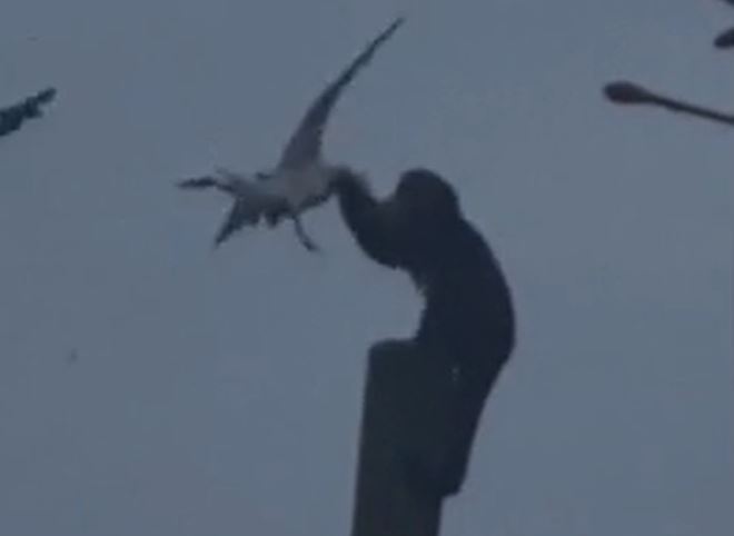 CLIP: Ớn lạnh khoảnh khắc khỉ mũ hành hung chim mòng biển dã man rồi ăn thịt