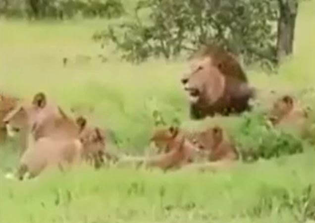 CLIP: Đang nằm nghỉ ngơi, đàn voi bất ngờ tháo chạy khi con vật này xuất hiện