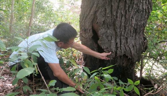 Việt Nam sở hữu loài cây quý hiếm nhất thế giới, cứng như sắt, hiện tại chỉ còn 13 cây