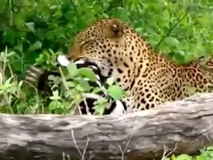 CLIP: Báo hoa mai hạ gục ngựa vằn non, kéo xác lên cây để tránh kẻ thù