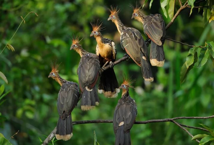 “Chim hôi” kỳ lạ của rừng Amazon: Sinh ra với vuốt, bốc mùi như phân, và là bí ẩn tiến hóa chưa lời giải