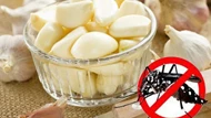 Cách đuổi muỗi hiệu quả không cần dùng hóa chất