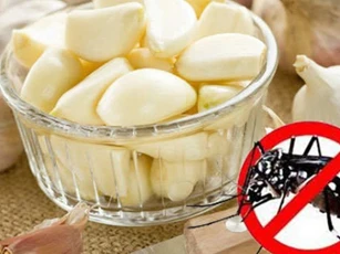 Cách đuổi muỗi hiệu quả không cần dùng hóa chất