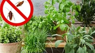 4 loại cây đuổi gián hiệu quả hơn cả thuốc xịt, nên có ít nhất một chậu trong nhà