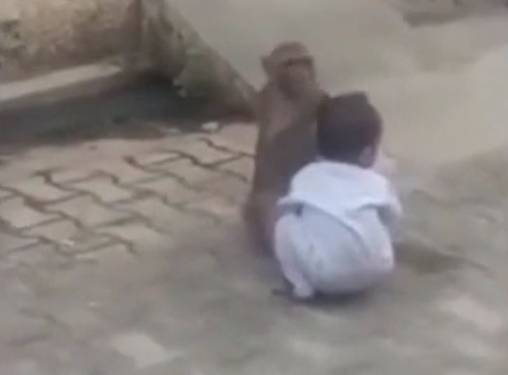 CLIP: Khỉ 'bắt cóc' em bé 2 tuổi mang ra đường và cái kết đầy kịch tính