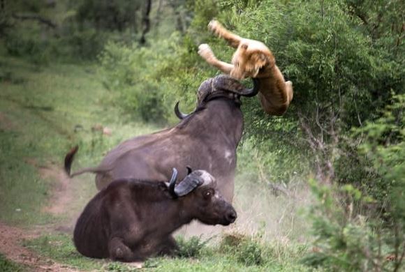 CLIP: Trâu rừng dũng mãnh húc bay sư tử lên trời để giải cứu đồng loại