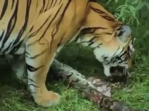 CLIP: Trăn khổng lồ bỏ mạng sau trận chiến sinh tử với ba "chúa sơn lâm"