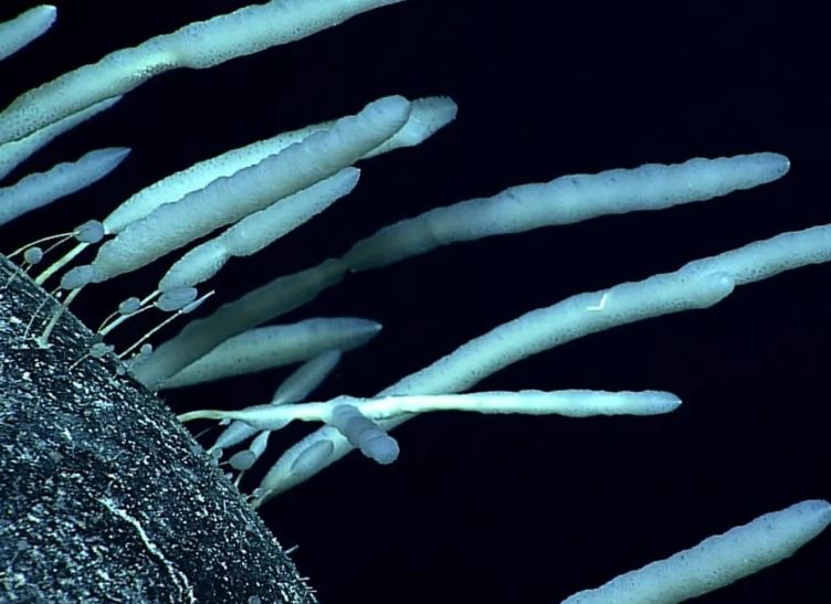 Bí ẩn gây kinh ngạc: Loài bọt biển ở Nam Cực có thể sống tới 11.000 năm