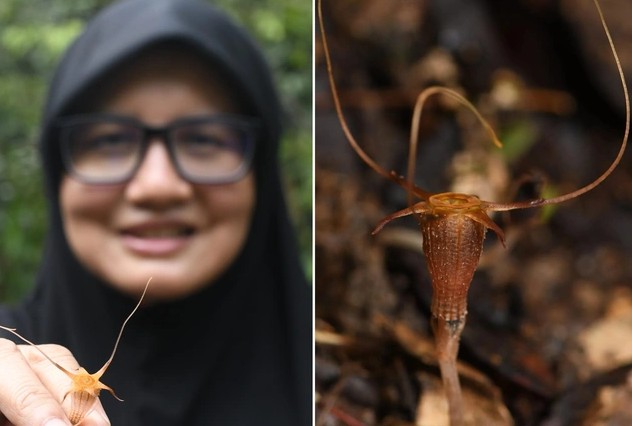 Phát hiện loài “đèn lồng cổ tích” mới tại Malaysia