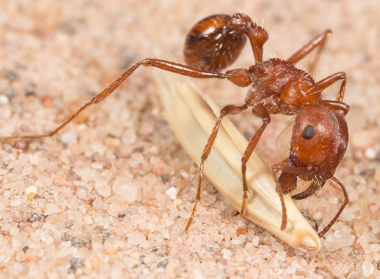 Top 4 loài động vật có khả năng 'gây mê' khiến con mồi tê liệt trong chớp mắt