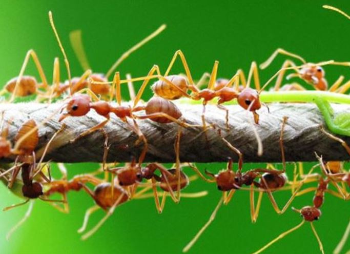 Giải mã hành vi kỳ lạ: Vì sao kiến thường bò theo một đường thẳng?