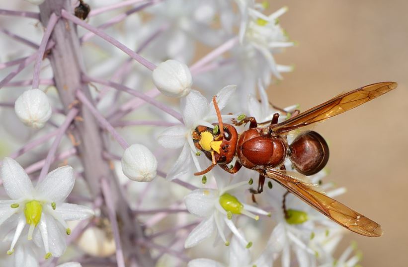 Khám phá loài có 'tửu lượng' khủng nhất thế giới động vật