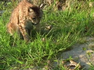 CLIP: Giả chết thoát hiểm, màn kịch xuất sắc của rắn mũi lợn trước nanh vuốt mèo rừng