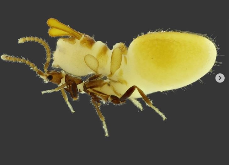 Chiêu trò lừa đảo kỳ quái nhất tự nhiên: Loài bọ tinh vi giả mạo mối để được phục vụ tận miệng