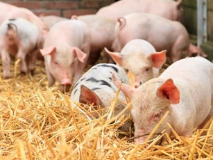 Giá heo hơi ngày 12/5/2025: Giảm nhẹ ở miền Nam và Nam Trung Bộ