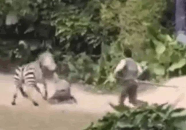 CLIP: Ngựa vằn nổi điên, ngoạm tay nhân viên vườn thú rồi kéo lê nhanh như bay và màn giải cứu gay cấn