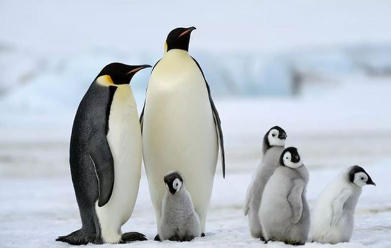 Giải mã bí ẩn: Vì sao chim cánh cụt không bao giờ xuất hiện ở Bắc Cực?