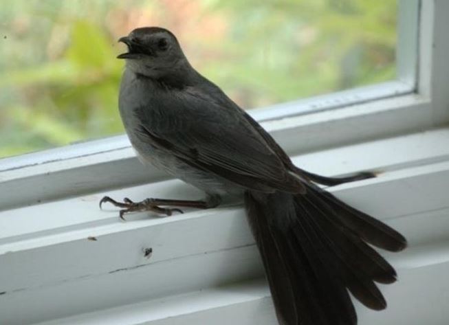 Vì sao chim lao đầu vào cửa kính rồi tử vong? Câu trả lời có thể khiến bạn bất ngờ