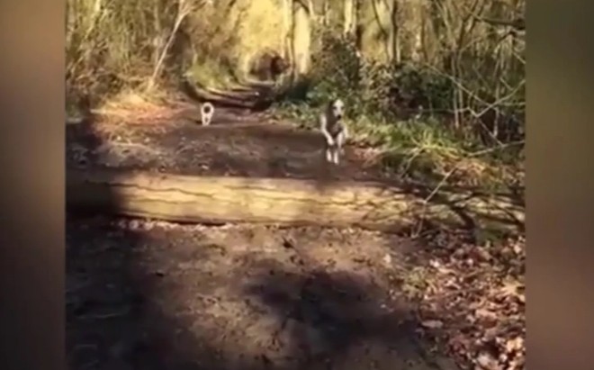 CLIP: Chó "bắt chước" bạn nhảy qua chướng ngại vật, gặp tai nạn hài hước khiến dân mạng cười nghiêng ngả