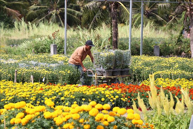 Hỗ trợ 30% chi phí cho nhân rộng mô hình nông nghiệp hiệu quả cao
