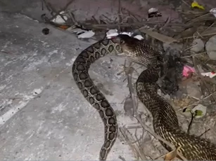 CLIP: Rợn người khoảnh khắc hổ mang chúa nuốt chửng rắn lục khổng lồ ngay trong sân nhà