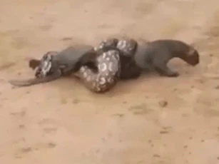 CLIP: Mèo rừng suýt bị trăn khổng lồ siết chết